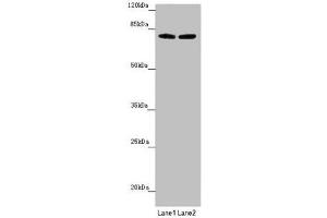 Western blot All lanes: FBXL5 antibody at 1. (FBXL5 anticorps  (AA 1-310))