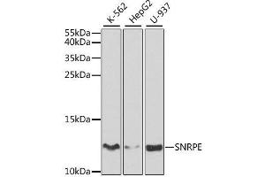Western blot analysis of extracts of various cell lines, using SNRPE antibody. (SNRPE anticorps  (AA 1-92))