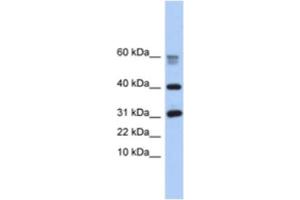 Western Blotting (WB) image for anti-Hypothetical Protein LOC339047 (LOC339047) antibody (ABIN2463950) (LOC339047 anticorps)