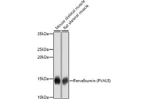 Western blot analysis of extracts of various cell lines, using Parvalbumin (PVALB) antibody (ABIN3016700, ABIN3016701, ABIN3016702 and ABIN6219820) at 1:1000 dilution. (PVALB anticorps)