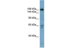 Image no. 1 for anti-Dedicator of Cytokinesis 2 (DOCK2) (C-Term) antibody (ABIN6741828) (DOCK2 anticorps  (C-Term))