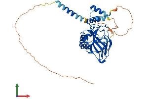 AlphaFold protein structure predicition of Mouse Recombinant Asphd1 Protein, UniprotID Q2TA57
