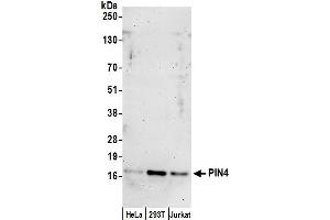anti-Peptidyl Prolyl Cis/Trans Isomerase NIMA Interacting 4 Protein (PIN4) (AA 81-131) antibody