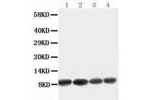 Anti-Apelin antibody, Western blotting Lane 1: U87 Cell Lysate Lane 2: MCF-7 Cell Lysate Lane 3: HELA Cell Lysate Lane 4: MM453 Cell Lysate