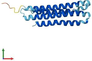AlphaFold protein structure predicition of Human Recombinant ATP6V0C Protein, UniprotID P27449