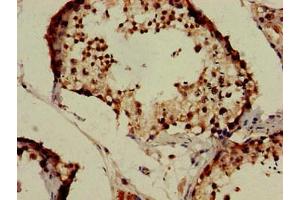 Immunohistochemistry of paraffin-embedded human testis tissue using ABIN7157142 at dilution of 1:100 (IZUMO1 anticorps  (AA 22-292))