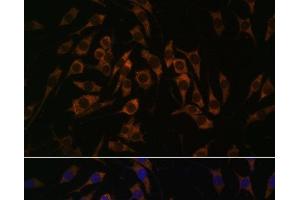 Immunofluorescence analysis of L929 cells using RPS13 Polyclonal Antibody at dilution of 1:100.