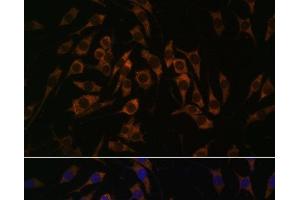 Immunofluorescence analysis of L929 cells using RPS13 Polyclonal Antibody at dilution of 1:100. (RPS13 anticorps)