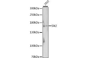 Western blot analysis of extracts of 293T cells, using Slit2 antibody (ABIN7270336). (SLIT2 anticorps  (AA 1330-1529))