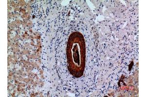 Immunohistochemistry (IHC) analysis of paraffin-embedded Human Liver, antibody was diluted at 1:100.