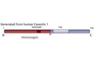 Image no. 3 for anti-Caveolin 1, Caveolae Protein, 22kDa (CAV1) (AA 1-97) antibody (ABIN967714) (Caveolin-1 anticorps  (AA 1-97))