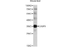 Western blot analysis of extracts of mouse liver, using CASP9 antibody (ABIN5997370) at 1/1000 dilution. (Caspase 9 anticorps)