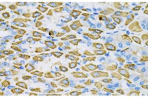 Immunohistochemistry of paraffin-embedded Mouse stomach using EFNA1 Polyclonal Antibody at dilution of 1:100 (40x lens).