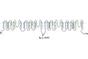 Representative domain view of the target of ABIN7885414.