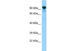 WB Suggested Anti-SYTL5 Antibody Titration: 1. (SYTL5 anticorps  (Middle Region))