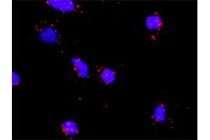 Proximity Ligation Analysis of protein-protein interactions between IL1A and IL1R2.