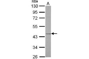 WB Image EDG1 antibody [C2C3], C-term detects S1PR1 protein by Western blot analysis.