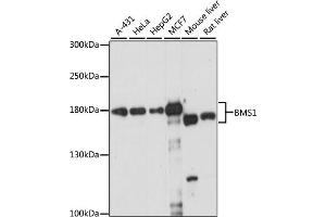 Western blot analysis of extracts of various cell lines, using BMS1 antibody (ABIN7265889) at 1:1000 dilution. (BMS1 anticorps  (AA 600-900))