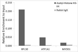 Chromatin immunoprecipitation analysis of extracts of HeLa cells, using Acetyl-Histone H3-K4 antibody (ABIN7267672) and rabbit IgG.