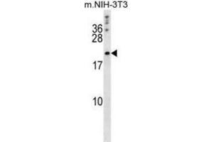 Western Blotting (WB) image for anti-BCL2-Like 2 (BCL2L2) (BH3 Domain) antibody (ABIN2997114)