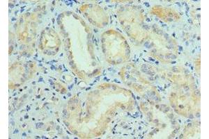 Immunohistochemistry of paraffin-embedded human kidney tissue using ABIN7148758 at dilution of 1:100 (Cullin 5 anticorps  (AA 1-300))