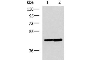 Western blot analysis of Hela and Jurkat cell lysates using LAMP3 Polyclonal Antibody at dilution of 1:600 (LAMP3 anticorps)