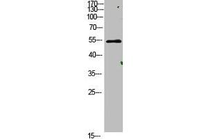 Western Blot analysis of mouse-lung cells using primary antibody diluted at 1:500(4 °C overnight). (AVPR1A anticorps  (AA 11-60))