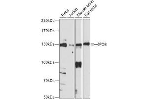 Western blot analysis of extracts of various cell lines, using IPO8 antibody (ABIN7267859) at 1:1000 dilution. (Importin 8 anticorps  (AA 878-1037))