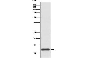 Western blot analysis of TRX1 expression in HepG2 cell lysate.