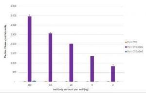 RNA pol II CTD phospho Ser2 antibody (rAb) tested by Luminex bead-based specificity analysis.