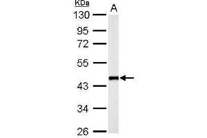 WB Image Flotillin 2 antibody [C3], C-term detects FLOT2 protein by Western blot analysis.