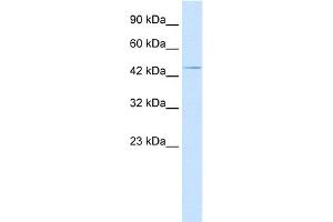 WB Suggested Anti-HOXA3 Antibody Titration:  2. (HOXA3 anticorps  (C-Term))