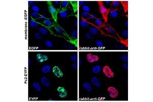 anti-Green Fluorescent Protein (GFP) antibody