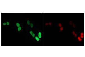Immunofluorescence (IF) image for anti-Red Fluorescent Protein (RFP) antibody (ABIN1449291) (RFP anticorps)