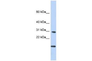 POLR2K antibody used at 1 ug/ml to detect target protein.