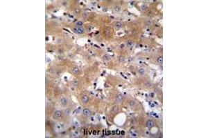 TRPM8 Antibody (Center) immunohistochemistry analysis in formalin fixed and paraffin embedded human liver tissue followed by peroxidase conjugation of the secondary antibody and DAB staining.