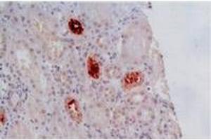 Immunohistochemistry (IHC) image for anti-HLA Class I Histocompatibility Antigen, alpha Chain G (HLAG) antibody (ABIN238485)