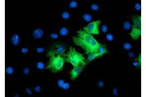 Immunofluorescence (IF) image for anti-Leucine Rich Repeat Containing 50 (LRRC50) antibody (ABIN1499206) (LRRC50 anticorps)