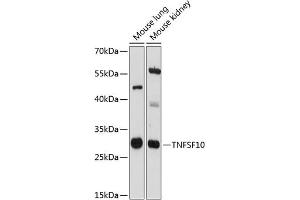 Western blot analysis of extracts of various cell lines, using TNFSF10 antibody (ABIN6134952, ABIN6149332, ABIN6149335 and ABIN6215635) at 1:3000 dilution. (TRAIL anticorps  (AA 1-100))