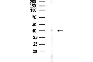 Western blot analysis of lysates from Mouse liver, using ACADS Antibody at 1/1000 dilution.