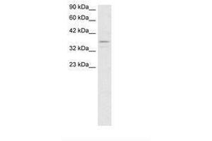 Image no. 3 for anti-TAF7 RNA Polymerase II, TATA Box Binding Protein (TBP)-Associated Factor, 55kDa (TAF7) (N-Term) antibody (ABIN202307)