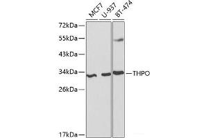 Western blot analysis of extracts of various cell lines using THPO Polyclonal Antibody at dilution of 1:1000. (Thrombopoietin anticorps)
