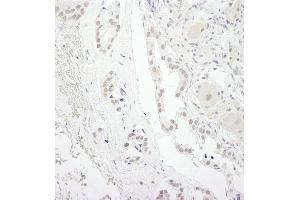 Immunohistochemistry (IHC) image for anti-Ubiquitin Specific Peptidase 34 (USP34) (C-Term) antibody (ABIN7448855) (USP34 anticorps  (C-Term))