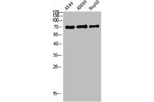 Western Blot analysis of A549 AD293 HEPG2 using OATP1 Polyclonal Antibody. (SLCO1A2 anticorps  (Internal Region))