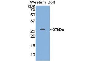 Detection of Recombinant GSTm1, Gallus using Polyclonal Antibody to Glutathione S Transferase Mu 1 (GSTM1) (GSTM1 anticorps  (AA 1-220))