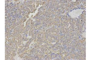 Immunohistochemistry (IHC) image for anti-Histamine N-Methyltransferase (HNMT) antibody (ABIN1873063) (HNMT anticorps)