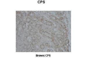 Sample Type :  Pig kidney   Primary Antibody Dilution :   1:500  Secondary Antibody :  Anti-rabbit-biotin, streptavidin-HRP   Secondary Antibody Dilution :   1:500  Color/Signal Descriptions :  Brown: CPS  Gene Name :  CPS1  Submitted by :  Juan C. (CPS1 anticorps  (Middle Region))