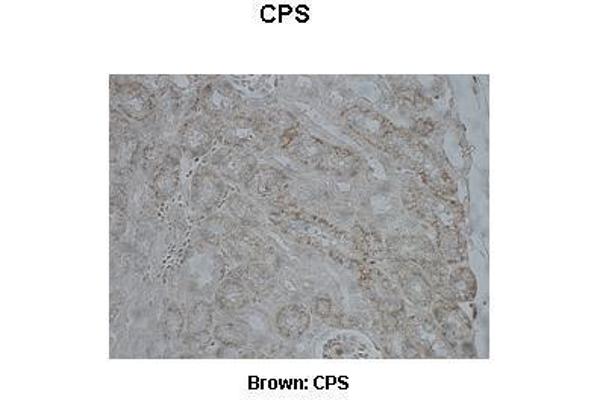 CPS1 Antikörper  (Middle Region)