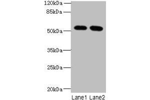 Western blot All lanes: INTS14 antibody at 4 μg/mL Lane 1: Hela whole cell lysate Lane 2: NIH/3T3 whole cell lysate Secondary Goat polyclonal to rabbit IgG at 1/10000 dilution Predicted band size: 58, 10, 49, 51 kDa Observed band size: 58 kDa (Integrator Complex Subunit 14 (INTS14) (AA 231-518) anticorps)