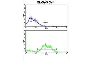 Flow cytometric analysis of SK-Br-3 cells using PTAR1 Antibody (Center)(bottom histogram) compared to a negative control cell (top histogram).